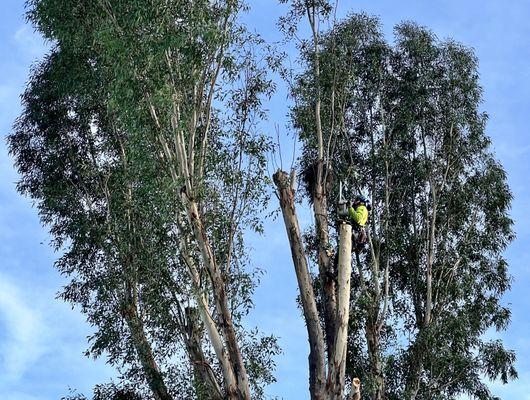 Day 2 of a 2-day 60-foot eucalyptus tree removal