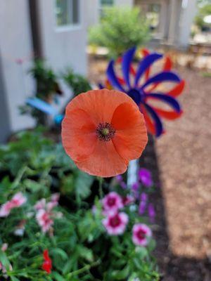 Papaver Rhoeas Shirley Red, note the pinwheel in the background also from the nursery.