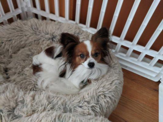 Gizmo the Papillon.  A few years younger and with a lot more teeth.