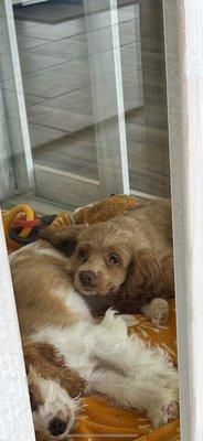 This puppy appears to have cherry eye which is a genetic condition common in cocker spaniels.