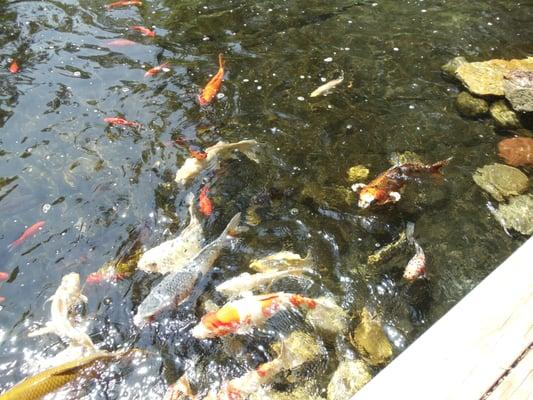 Koi in one of our ponds