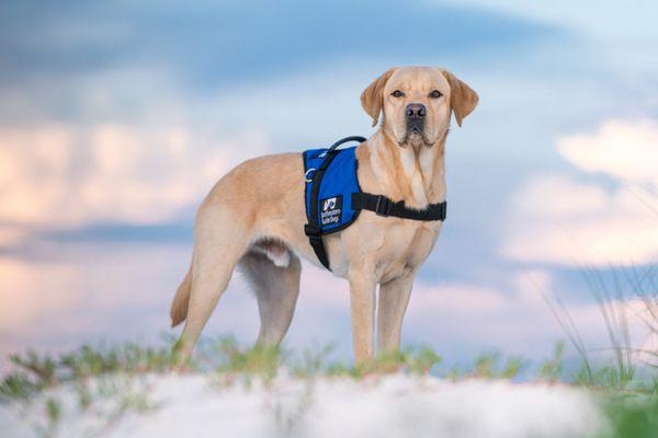 Southeastern Guide Dogs