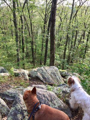 Fun for dogs but make sure to bring a brush and towel! They'll definitely get dirty.