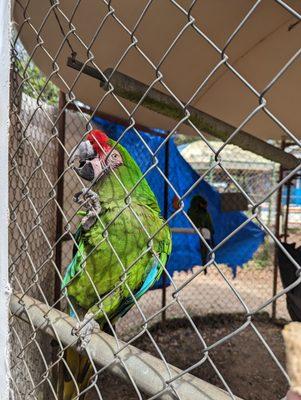 Variety of parrots.