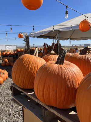 Pumpkins @ seasonal farms!!