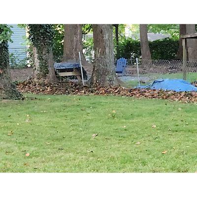 Leaves blown against fence in lieu of our of yard