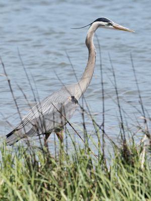 Birding at the beach