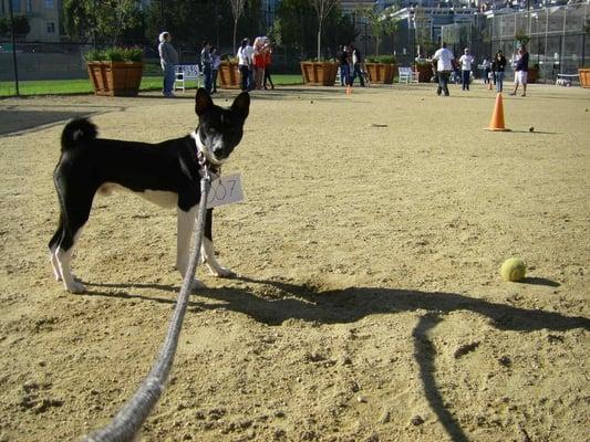 Rodeo in the Calendar Competion