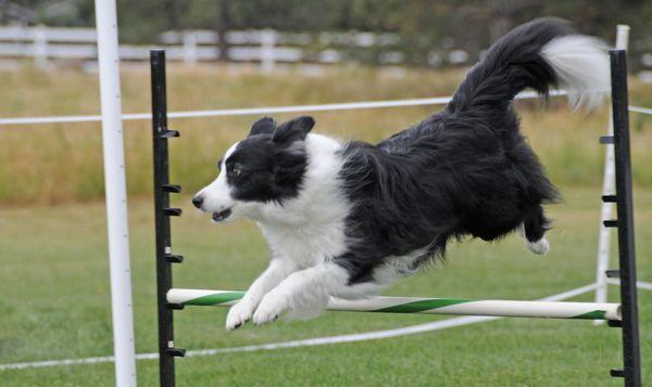 Ohana K9 has taken numerous dogs to agility titles. We offer pre-agility training to get you started.