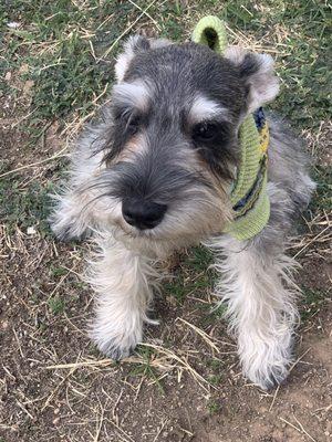 Happy boy with his new cut.