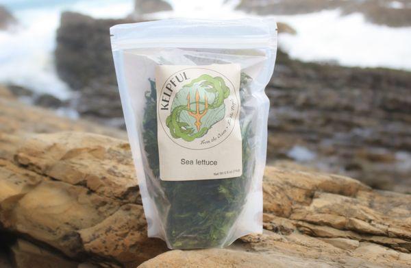 Sea Lettuce- like lettuce from the sea! Makes a great healthy snack