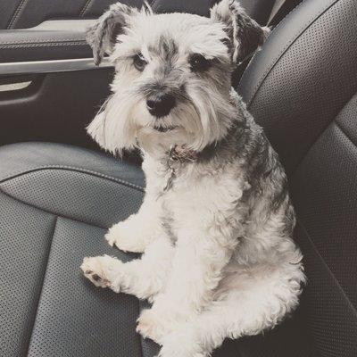 One of my dogs showing off her new hair cut from Bubbles in the Ruff