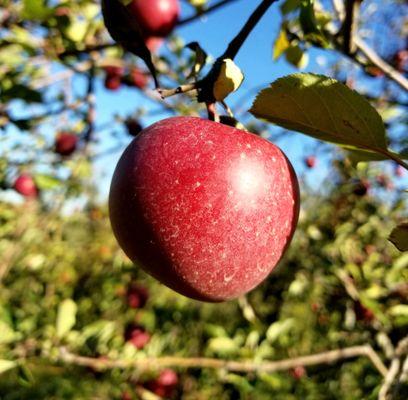 Salatin's Orchard