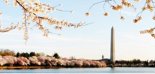 Cherry Blossom in Washington D.C.