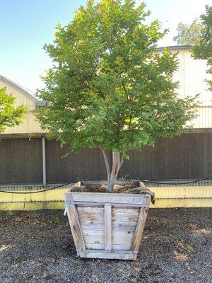 Another crêpe myrtle this one white which is more my preference, $1000 +800 to install