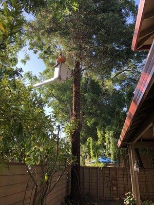 Discount Tree Service