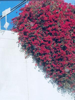 Trying to take pic of heart bougainvillea from moving car FAIL