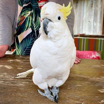 A charming Cockatoo named Bobby