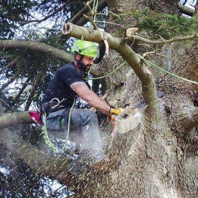 Dante cutting down a big tree