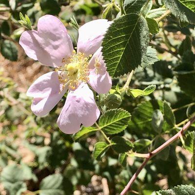 Pretty flower in El Palo Alto Park!