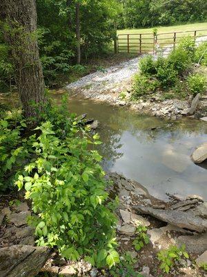 Creek in the back of camp.