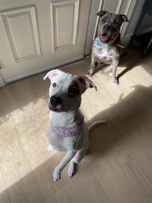 Showing off how cute they look in their bandannas!