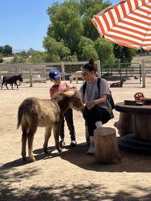 Brushing a cute baby mini donkey