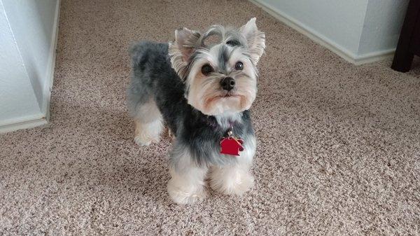 Yorkie cut with a round face trim, top knot and extra fluffy legs