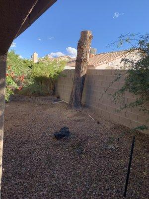 This was one of the trees...now it's just the stump. The other tree was the same size but it is in the middle of the yard.