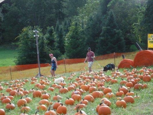 Hunt for that perfect pumpkin in our picturesque pumpkin patch which is open mid September thru the first weekend of November.