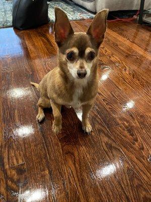 Ears cleaned and nails trimmed