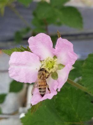 Bramble Creek Farms