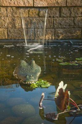 Koi Pond