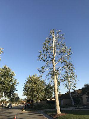 Nicely trimmed Sycamore . Eastvale Ca . Call us (951) 316-0778 FREE ESTIMATES!