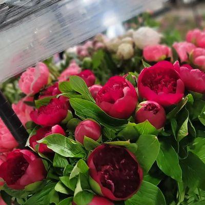 Beautiful peonies available in april may june