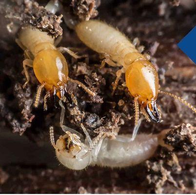 Pest control in Long Beach ,  termite inspection in Long Beach , bug man in Longbeach