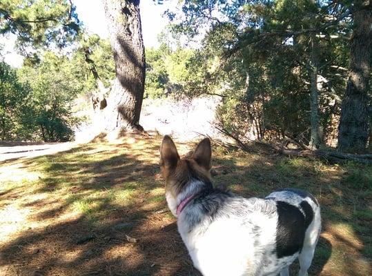 Dog on a trail