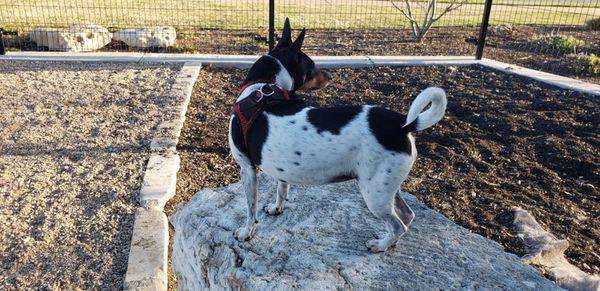 Willow Bend Dog Park