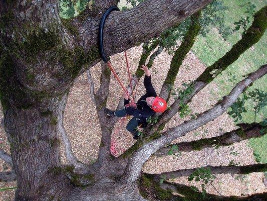 One of my earliest tree climbing photos!