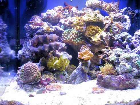 Coral Reef Aquarium