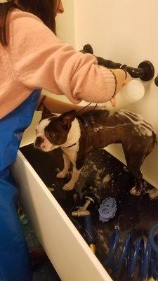 My darling Gypsy getting her oatmeal bath.