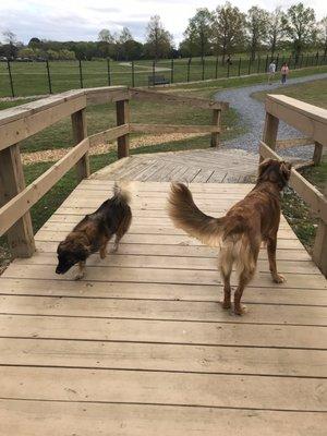 The pups loved the bridge