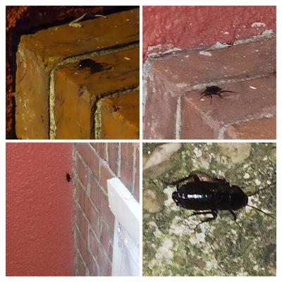 Priority Termite & Pest