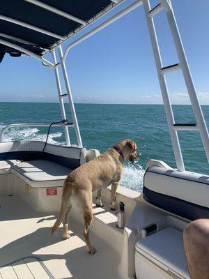 My dog Luna was loving the waves!