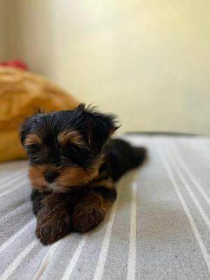 Sookie the yorkie