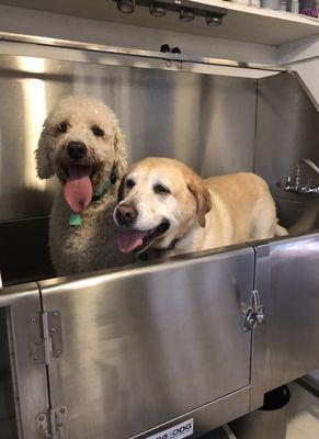 They couldn't wait to get in the bathtub