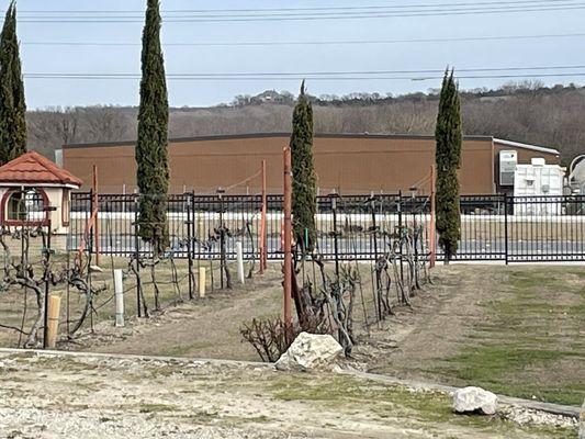 Vineyards out front