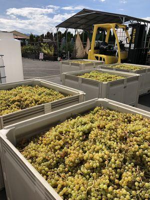 Noble Estate Winery during harvest