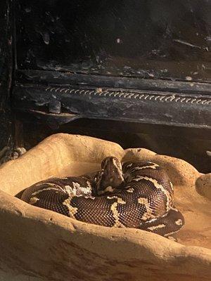 Angolan python