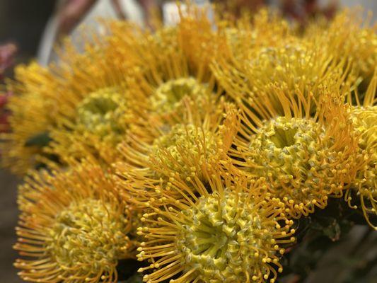 Caribbean Cuts Flowers & Foliage